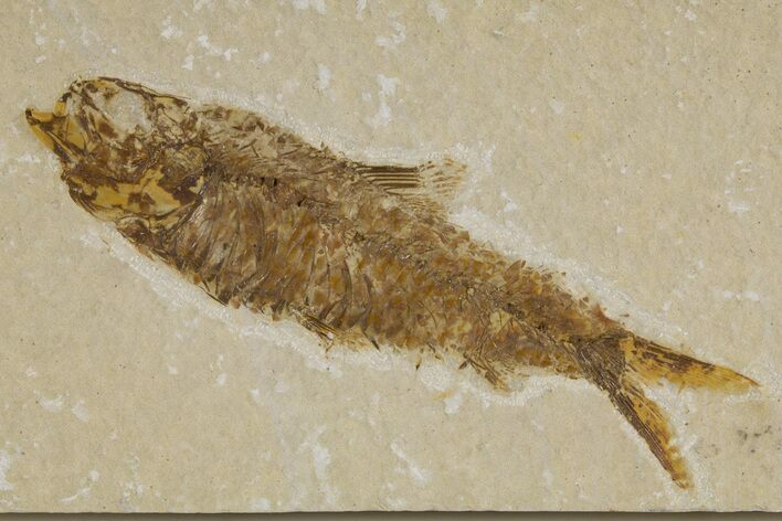 Detailed Fossil Fish (Knightia) - Wyoming #318608